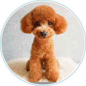 カット後のお写真をお撮りして、希望の方にデータをお渡しすることができます